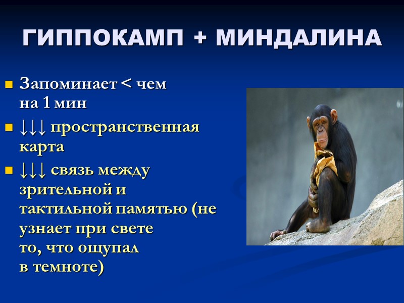 ГИППОКАМП + МИНДАЛИНА Запоминает < чем   на 1 мин ↓↓↓ пространственная карта